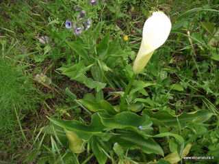 lla Calanna07-04-2013 09-11-03